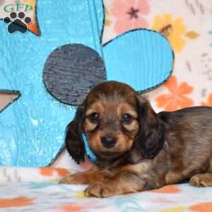 Twinkie, Dachshund Puppy